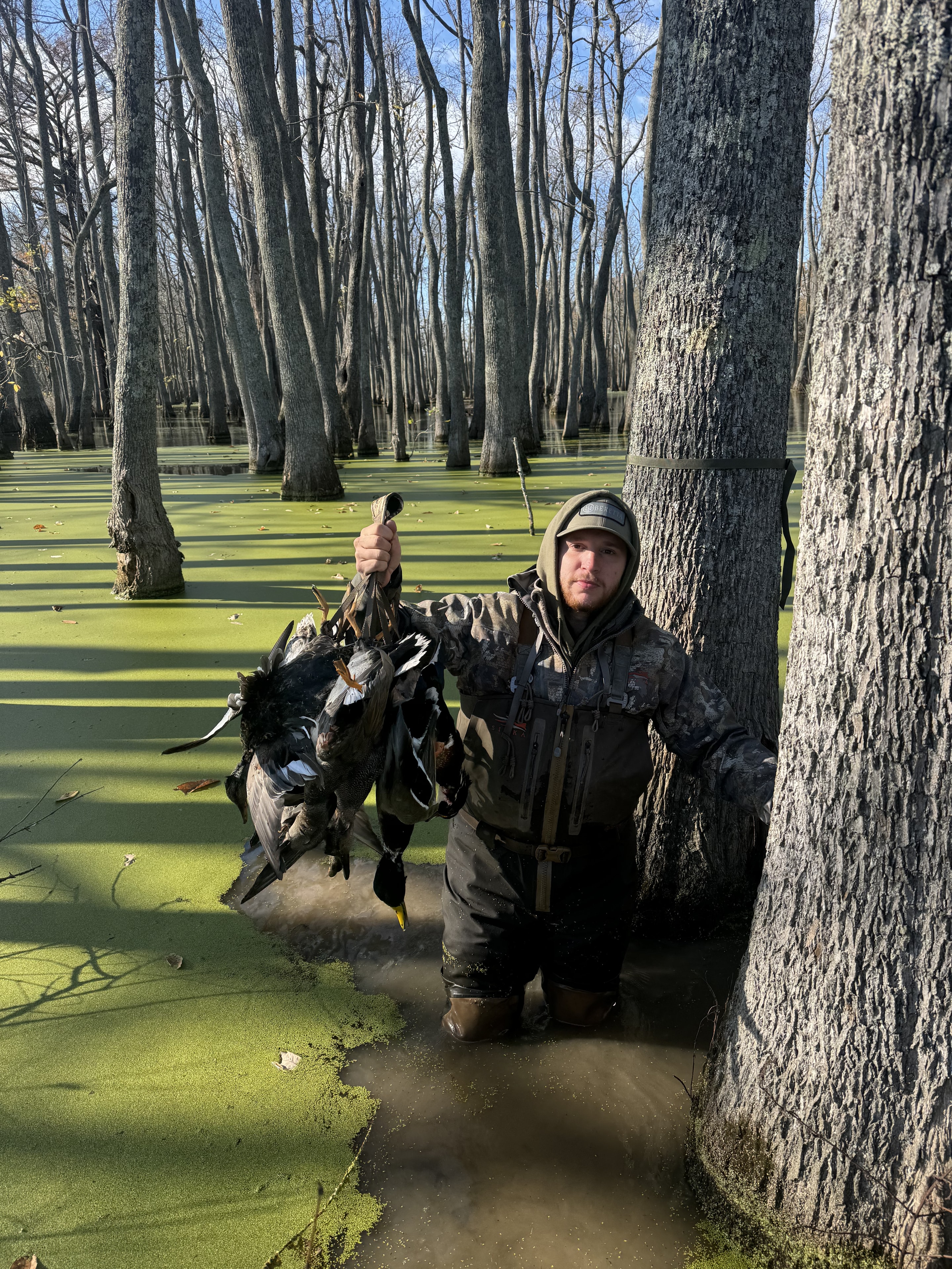 Hunter wading through Delta wetlands with a limit of mallards